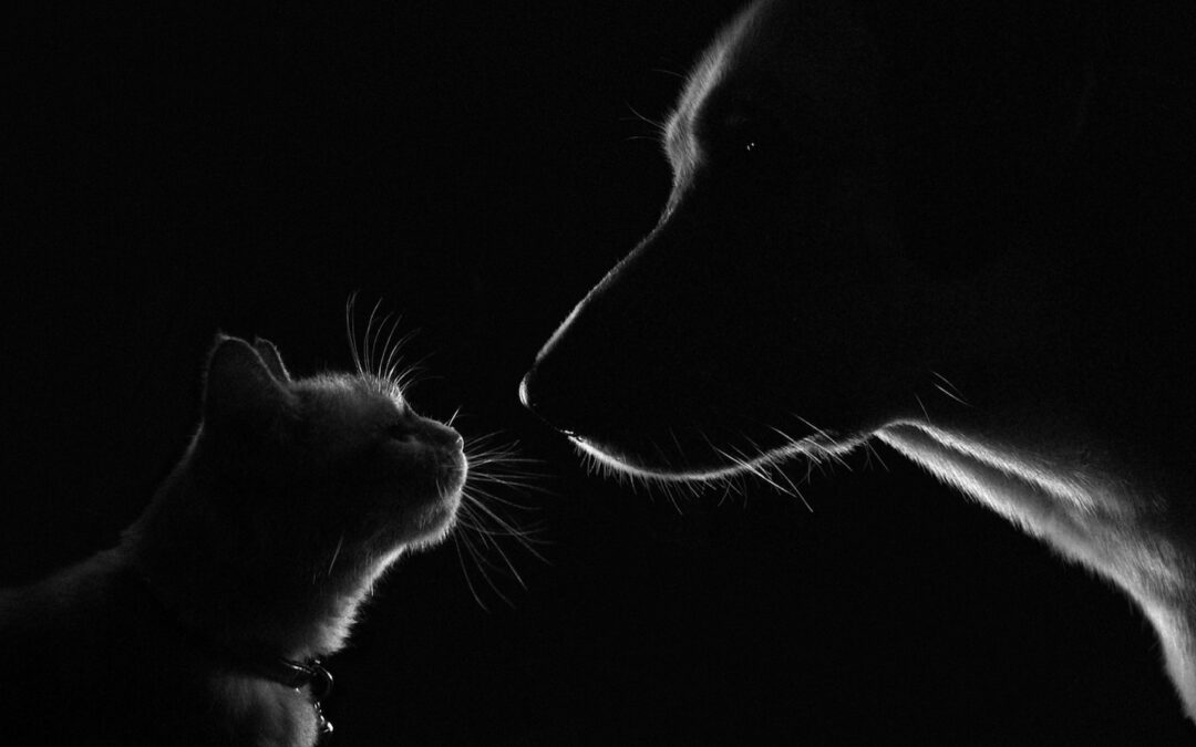 Fotografía de estudio